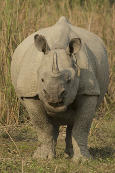 rhino